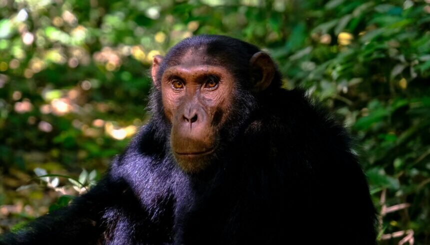 3-Day Primate Haven Journey: Chimpanzee Trekking and Cultural Immersion in Kibale Forest