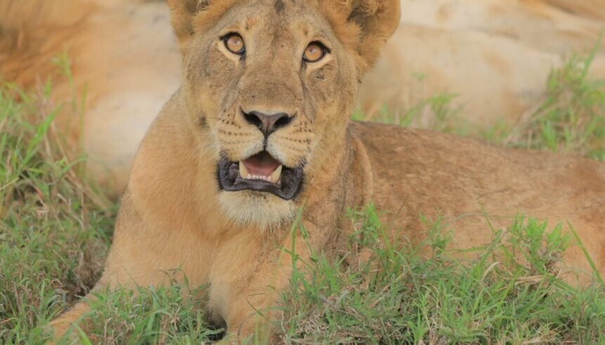 9-Day Lion’s Roar Expedition: Tree Climbing Lions and Chimpanzee Tour