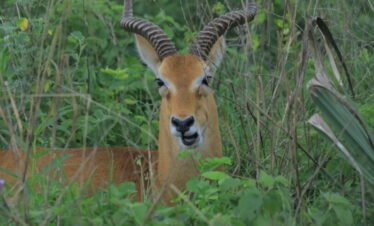 12-Day Wilderness Expedition: Uganda Wildlife Safari