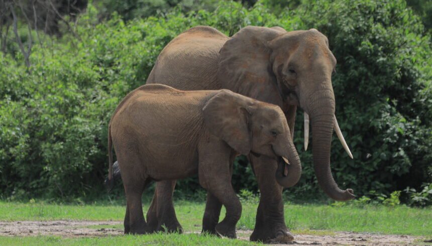 8-Day Uganda Untamed Expedition: Wildlife Exploration