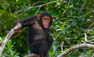 4-Day Chimpanzee Quest: Rwanda Chimpanzee Tracking