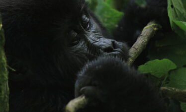4-Day Double Gorilla Discovery: Rwanda Double Gorilla Trek