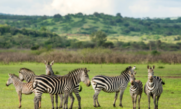 6-Day Rwanda Culture and Wildlife Retreat: Exploration