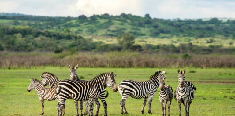 Gorilla-and-Savannah-Safari-Akagera-National-Park-Rwanda-990×490