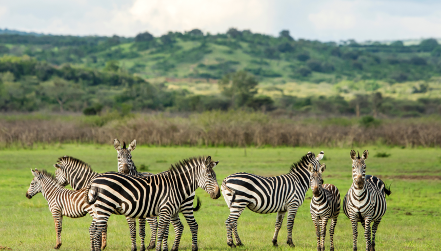 6-Day Rwanda Culture and Wildlife Retreat: Exploration