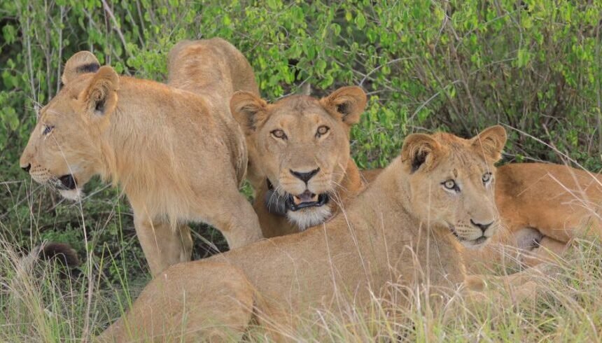 3-Day Queen’s Realm Safari: Wildlife Expedition with Experiential Lion Tracking